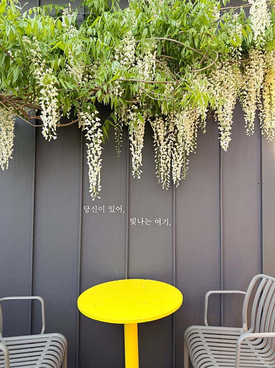 테라피카페아노덴 · 네이버 지도·플레이스 2