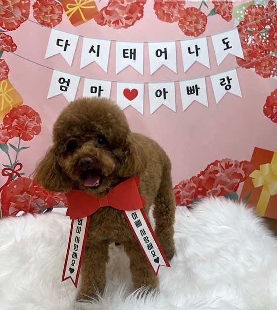 댕댕아 이리온 · 네이버 지도·플레이스 9