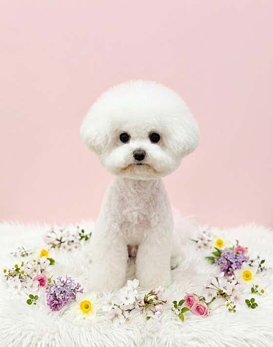 단추펫살롱 · 네이버 지도·플레이스 8