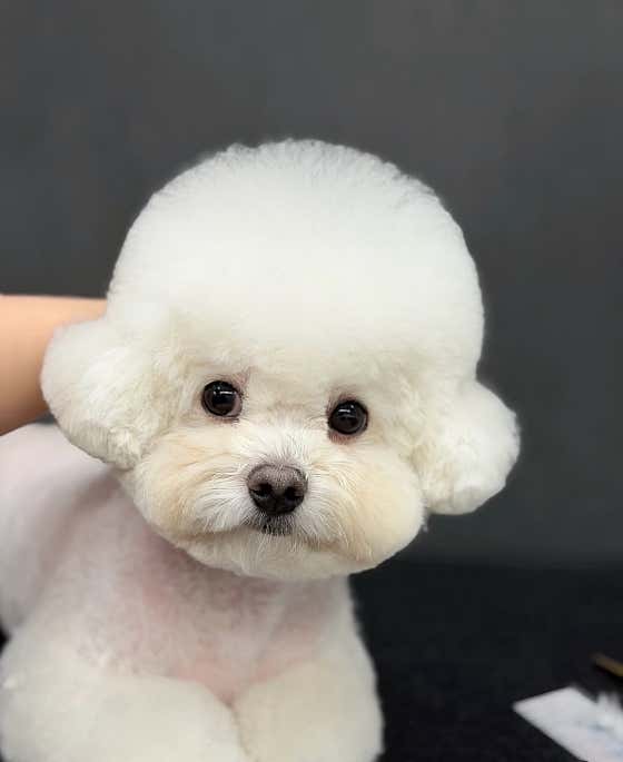 허숙희네 애견미용실 대표이미지