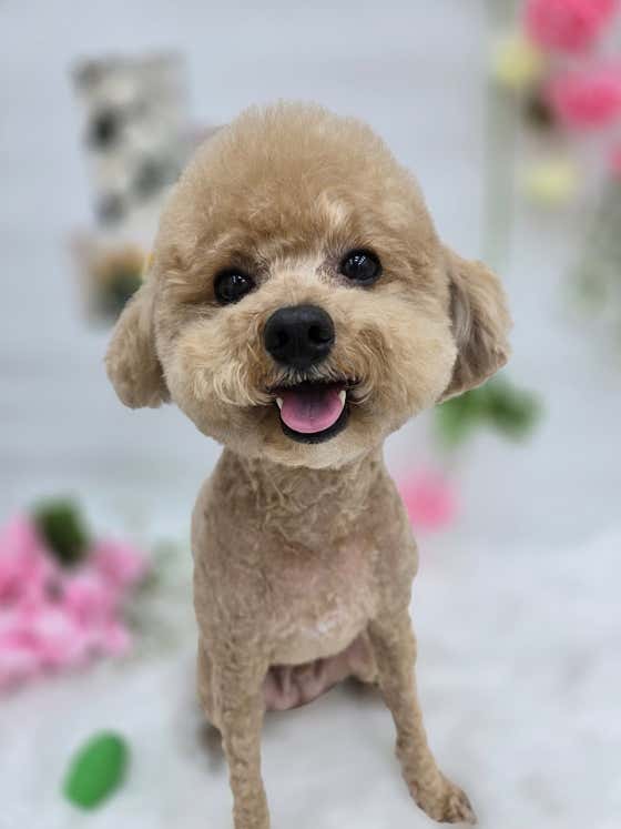 살롱드댕댕