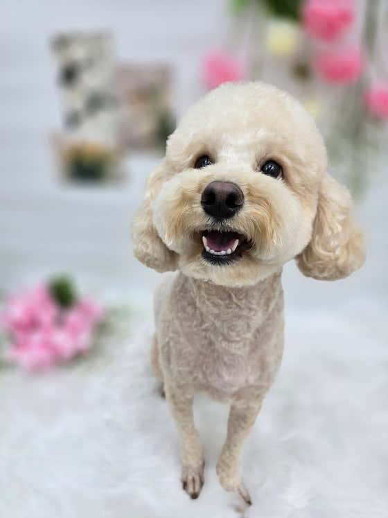 살롱드댕댕 · 네이버 지도·플레이스 8