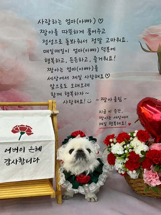 퍼피케어유치원& 호텔&놀이방 대표이미지