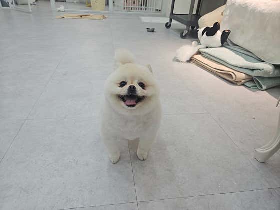 두유펫 살롱 · 네이버 지도·플레이스 2