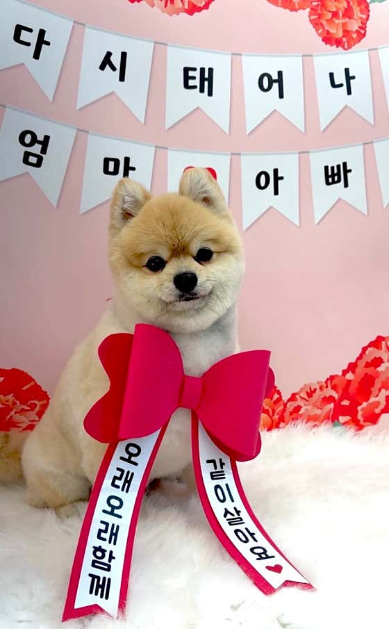 누구보다 소중하개 · 네이버 지도·플레이스 2