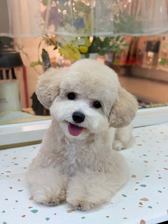 까까몽 애견미용실 · 네이버 지도·플레이스 9