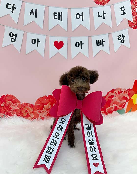 누구보다 소중하개 · 네이버 지도·플레이스 3