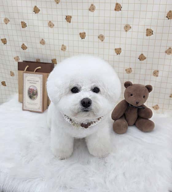 댕댕조각사