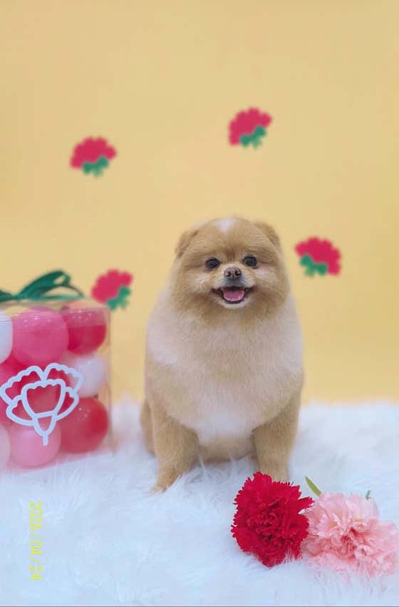 퍼피데이 애견미용실 대표이미지