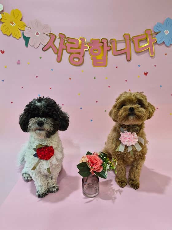 꼬순내반상회 애견유치원&호텔&목욕 · 네이버 지도·플레이스 2