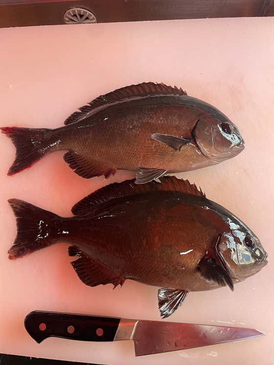 벵에돔 1Kg 기준 메뉴 사진(네이버)