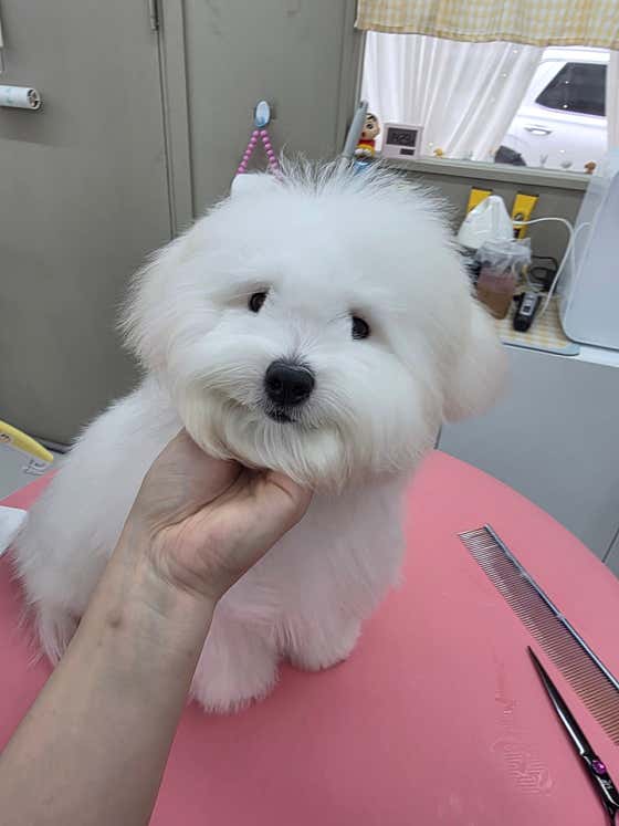 그루밍살롱 강아지미용실 · 네이버 지도·플레이스 3