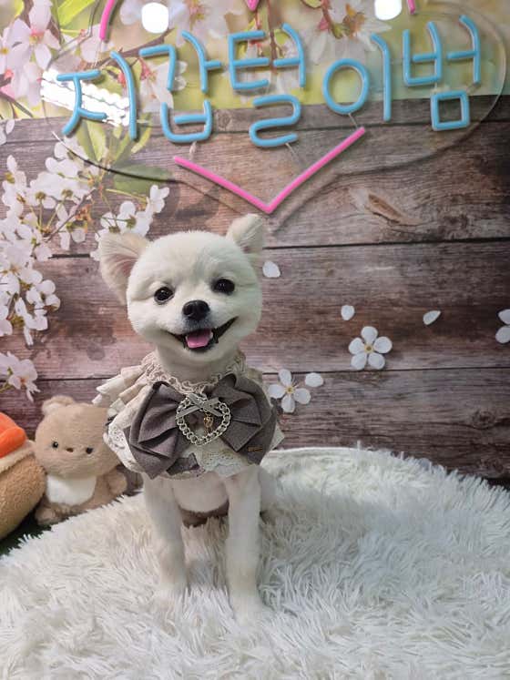 미소애견미용실 · 네이버 지도·플레이스 7