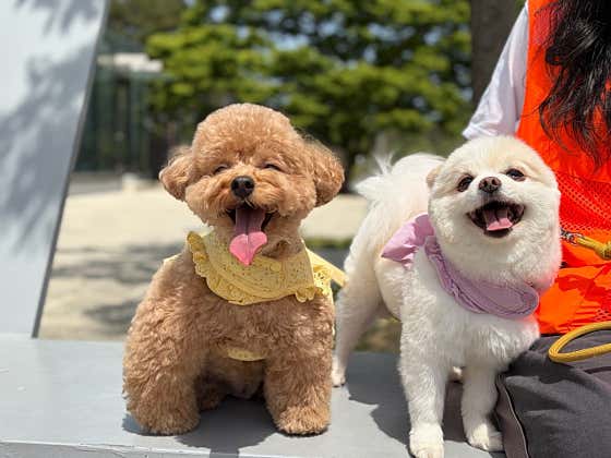놀러오개 애견유치원 애견호텔 송파점 · 네이버 지도·플레이스 2