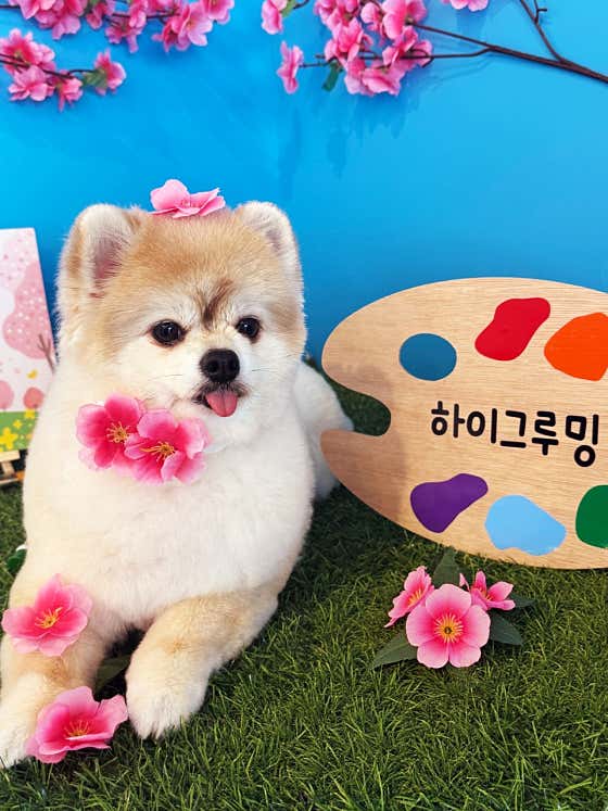 하이그루밍 대표이미지