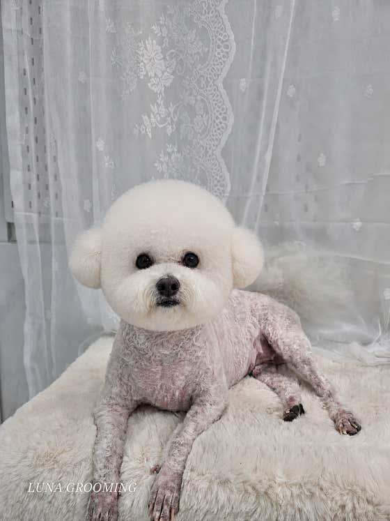 루나그루밍 · 네이버 지도·플레이스 8