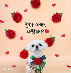 넌나의가족 애견유치원 애견훈련 교육센터 대표이미지