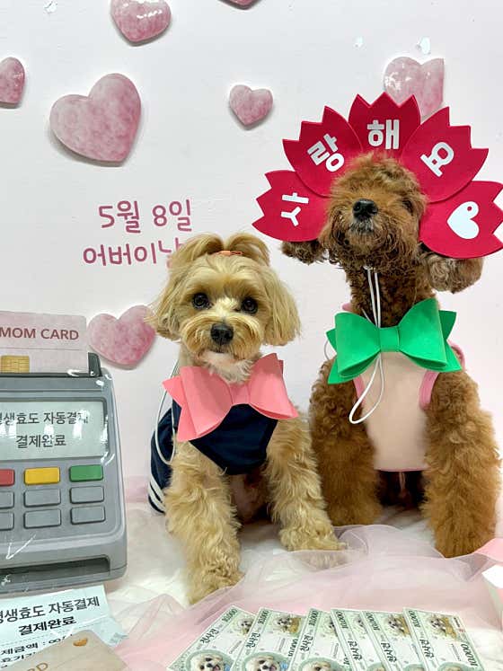 하울리우드 애견유치원 대표이미지