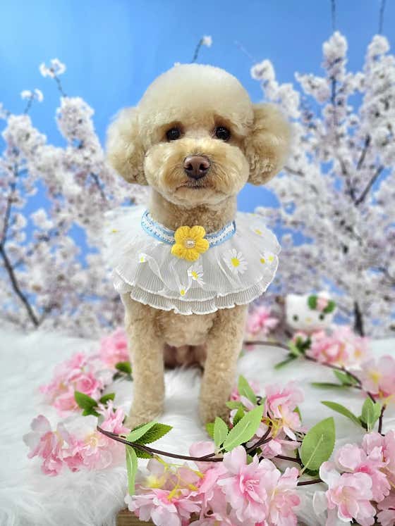 개들의성 · 네이버 지도·플레이스 10