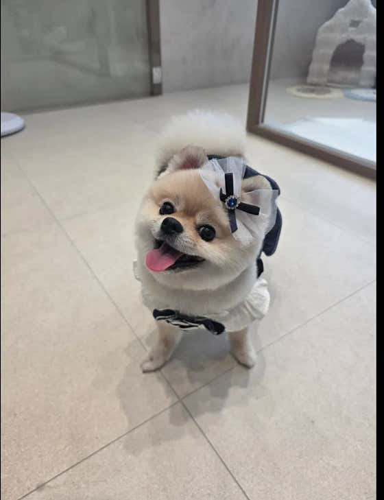 도도몽 대표이미지