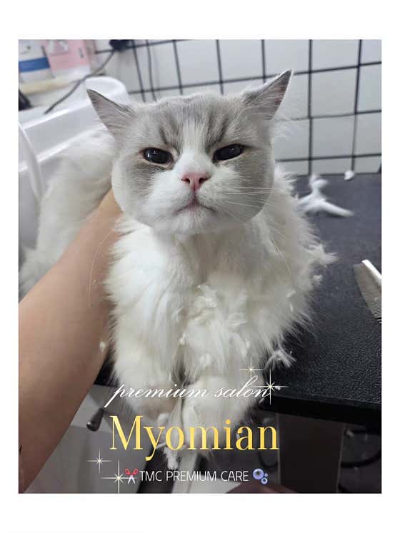 미사 고양이 미용 호텔 묘미앤 · 네이버 지도·플레이스 2