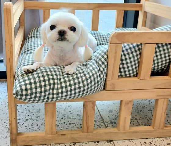 똥강아지반려견미용실호텔 · 네이버 지도·플레이스 7
