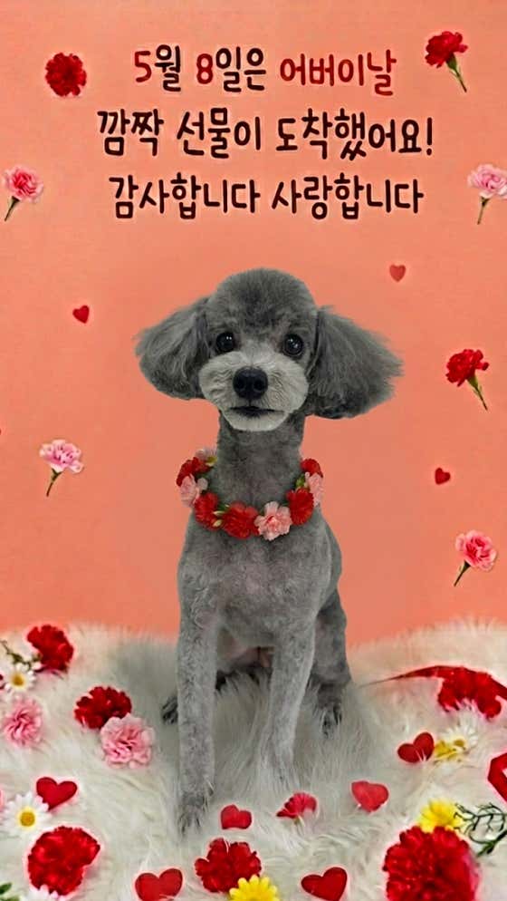 선유애견 · 네이버 지도·플레이스 5