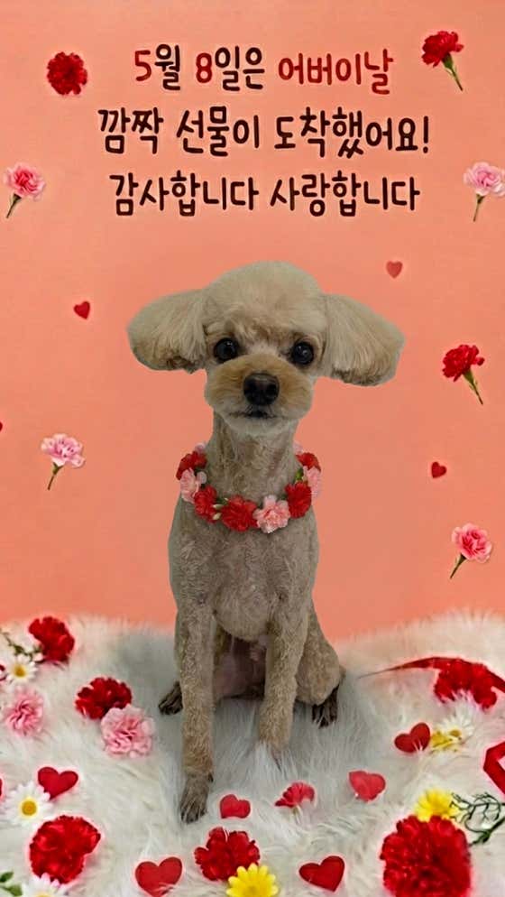 선유애견 · 네이버 지도·플레이스 6