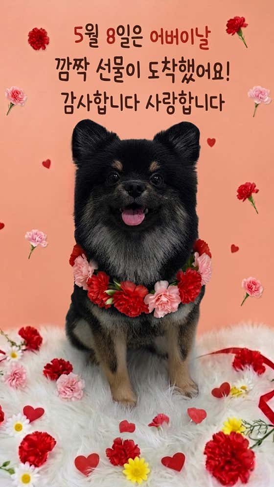 선유애견 · 네이버 지도·플레이스 4
