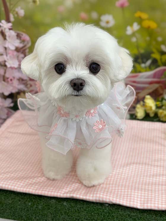 벨르몽 · 네이버 지도·플레이스 2