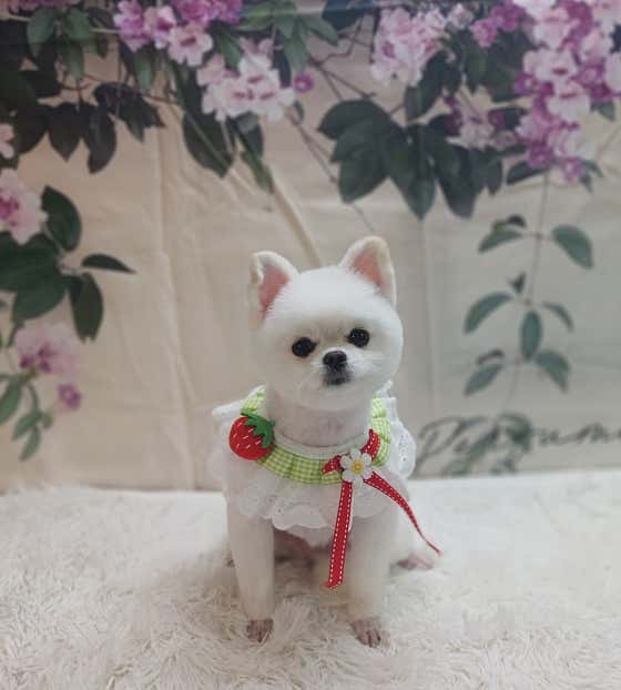 엉클펫 · 네이버 지도·플레이스 2