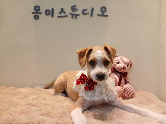몽이스튜디오 애견미용 · 네이버 지도·플레이스 10