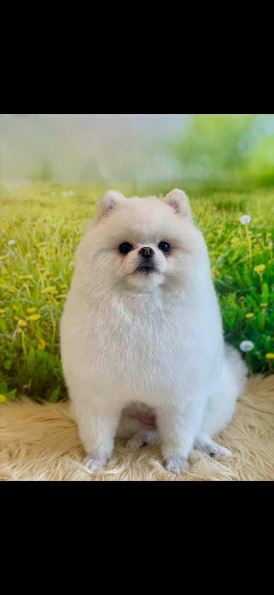 멍털이발소 · 네이버 지도·플레이스 2