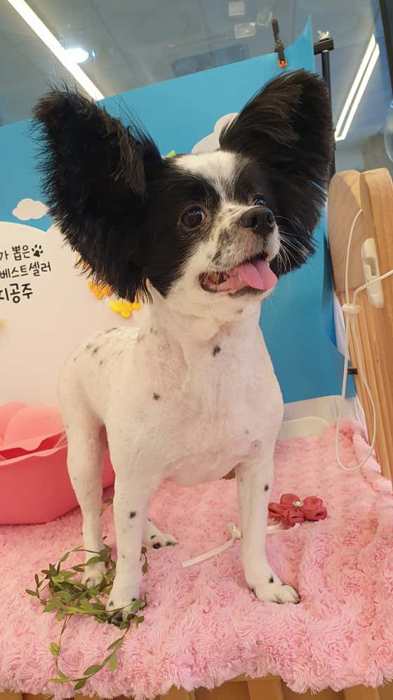 문펫 · 네이버 지도·플레이스 10
