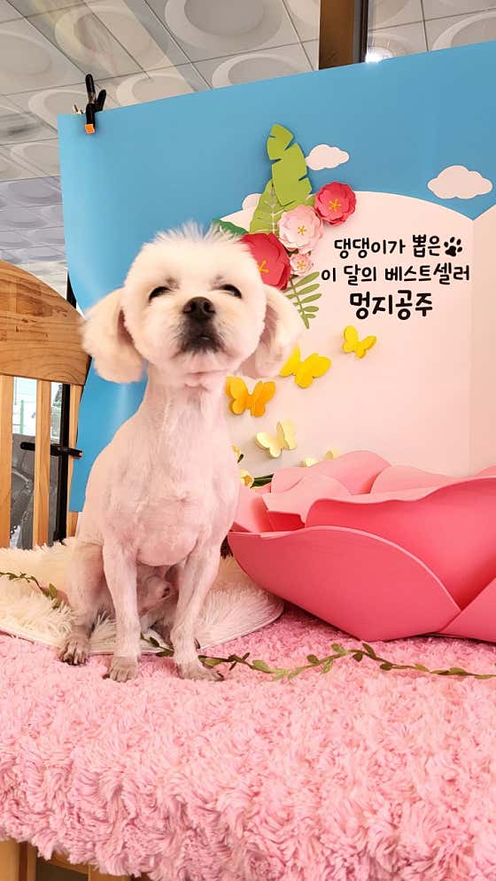 문펫 · 네이버 지도·플레이스 6