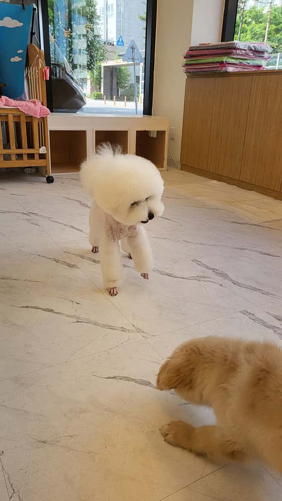 문펫 · 네이버 지도·플레이스 2