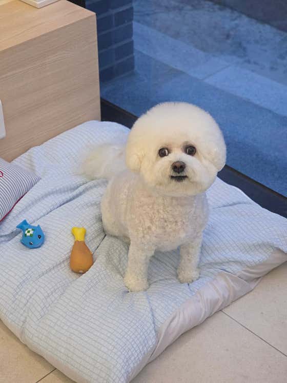 파피포우 · 네이버 지도·플레이스 4