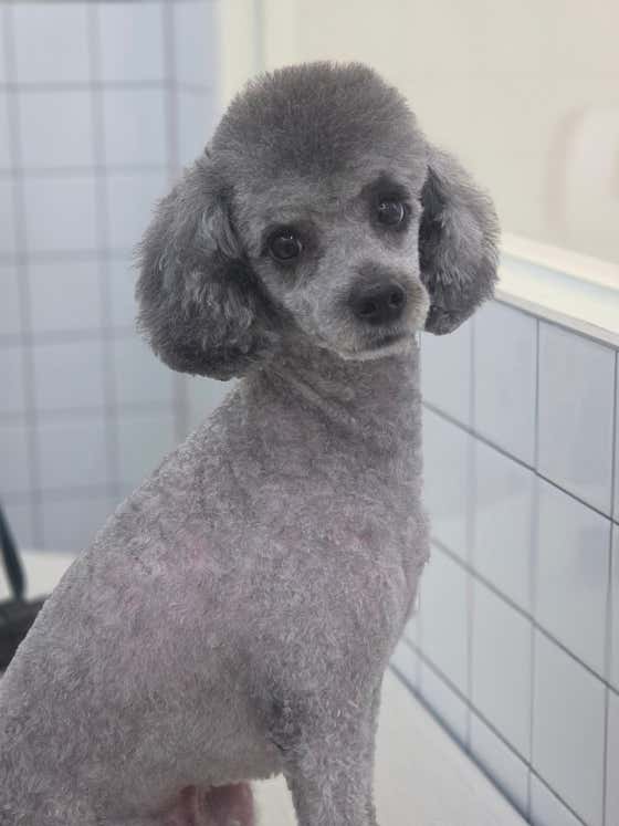 파피포우 · 네이버 지도·플레이스 5