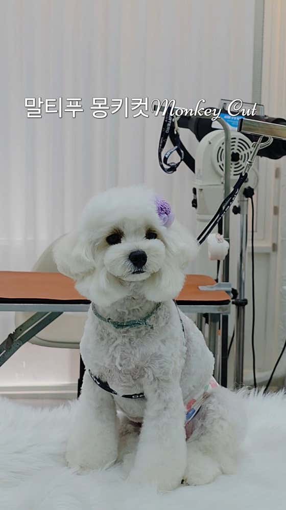 예쁘개해줄개 · 네이버 지도·플레이스 4
