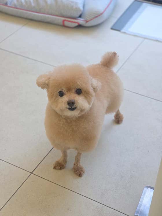 파피포우