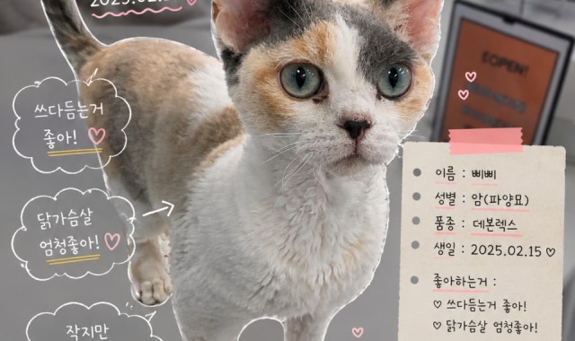 고양이출근중 대표 사진