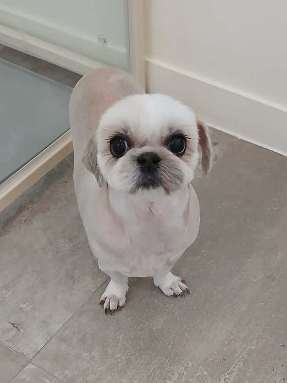 예쁘댕 · 네이버 지도·플레이스 9