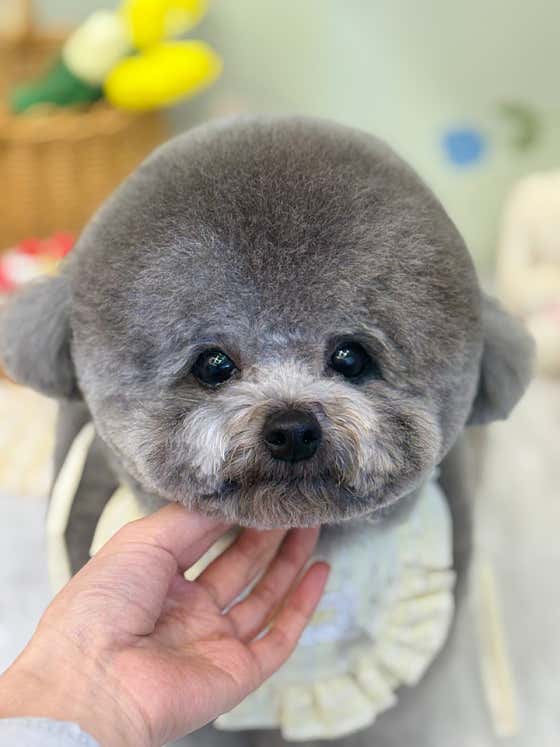 펫모모