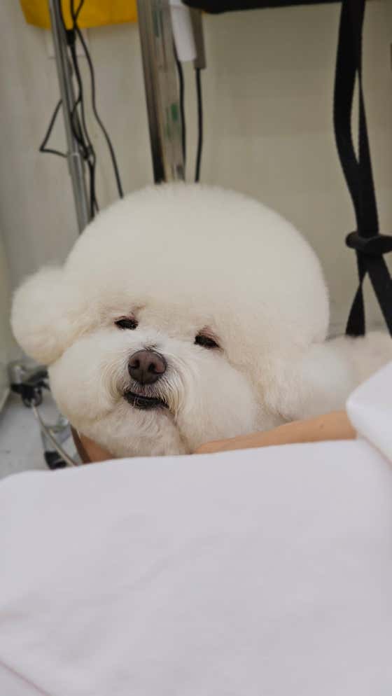 멍뭉 · 네이버 지도·플레이스 5
