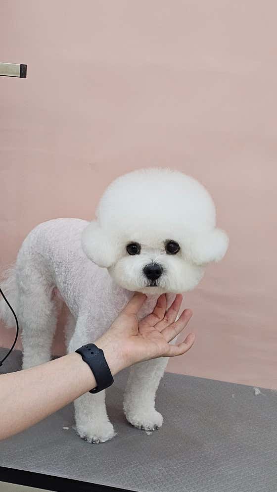 멍뭉 · 네이버 지도·플레이스 4
