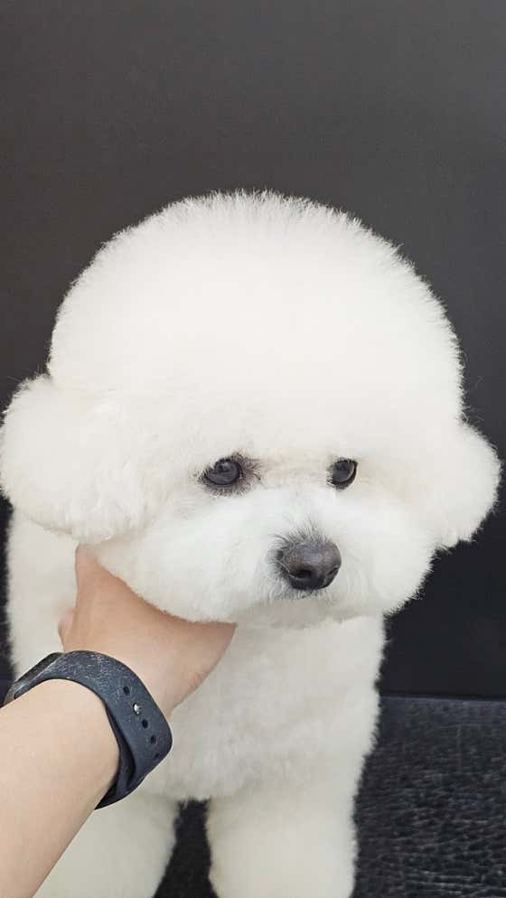 멍뭉 · 네이버 지도·플레이스 10