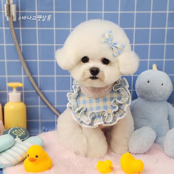 바나고펫 · 네이버 지도·플레이스 3