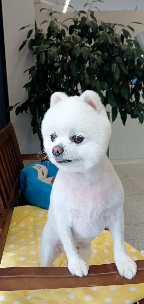 똥강아지반려견미용실호텔 · 네이버 지도·플레이스 8