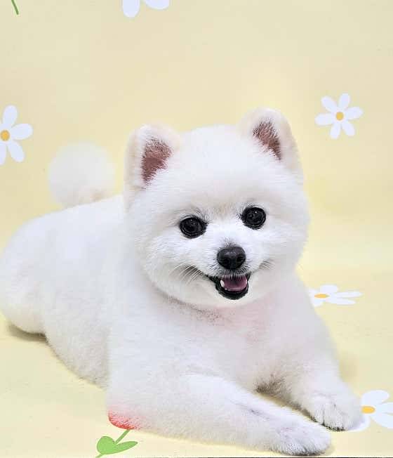 컷멍 · 네이버 지도·플레이스 8