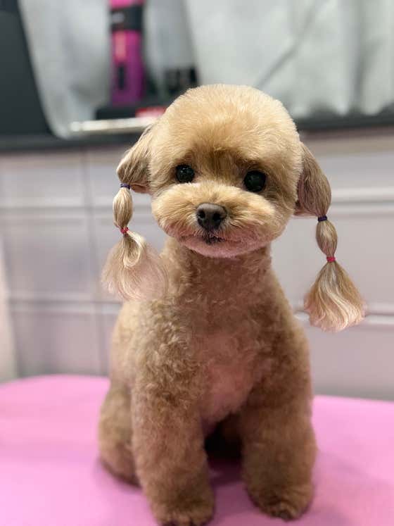 야옹아 멍멍해봐 미용실 · 네이버 지도·플레이스 10